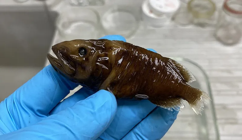 Gli Abissi del Tirreno in Tavola: I Pesci Dimenticati dei Pescatori Campani