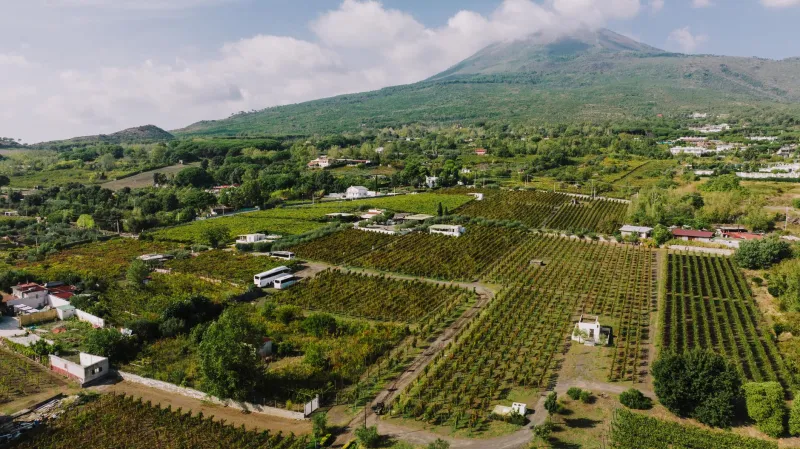 Vigne Libere: Come i Vignaioli Naturali Stanno Ridefinendo l'Identità Enologica del Vesuvio
